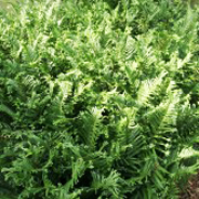 Hardy Fern Dryopteris filix-mas 'Furcans'